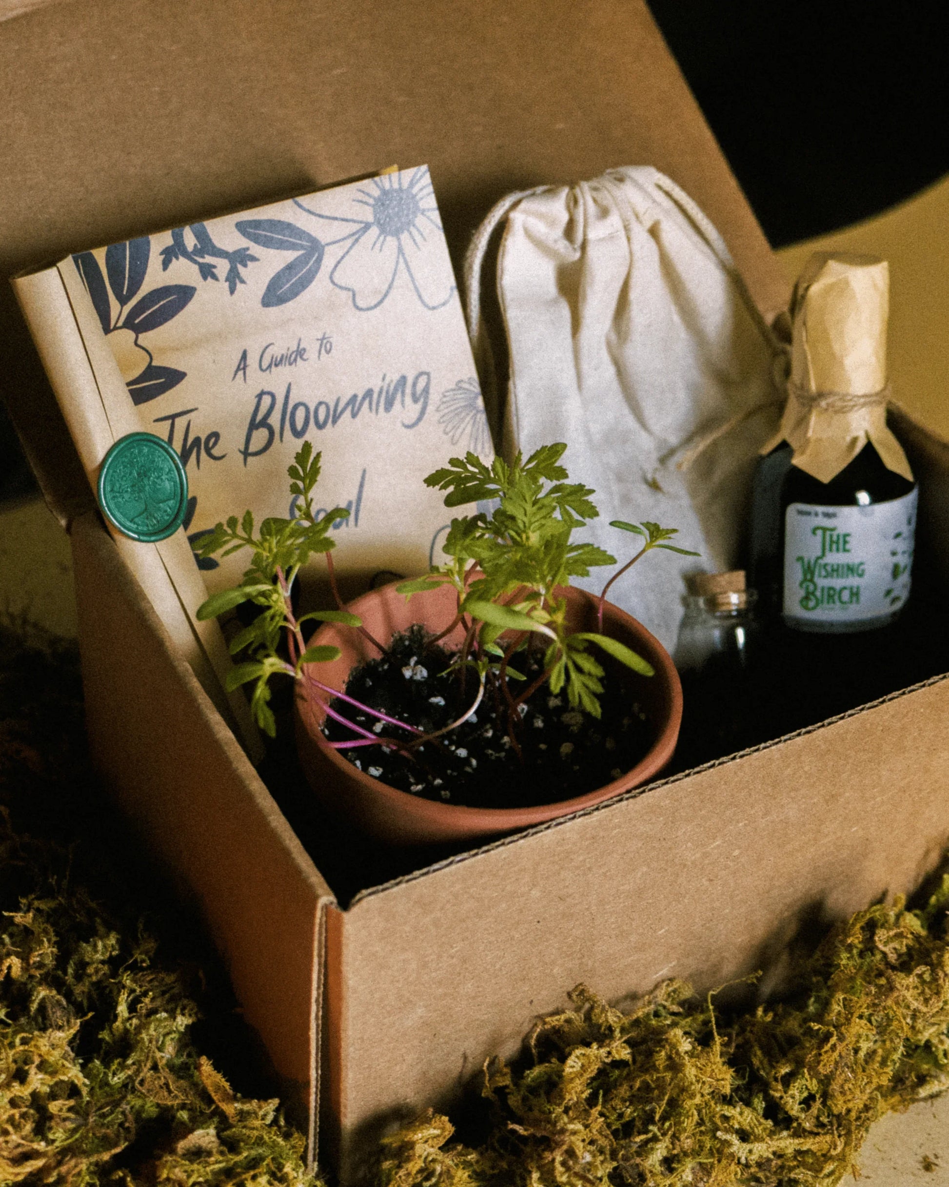 Box with a terracotta pot with plants, a beige bag, a small vial, a book titled 'A Guide to The Blooming', a rolled up scroll with a wax seal, and a bottle labeled 'The Wishing Birch' on a mossy surface.