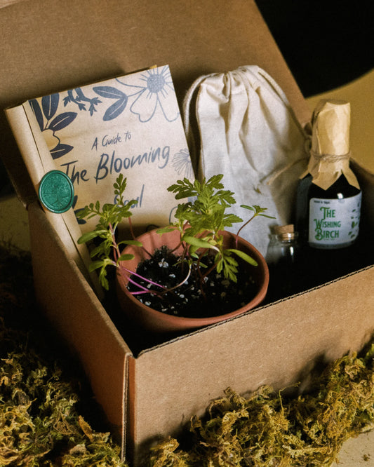 Box with a terracotta pot with plants, a beige bag, a small vial, a book titled 'A Guide to The Blooming', a rolled up scroll with a wax seal, and a bottle labeled 'The Wishing Birch' on a mossy surface.